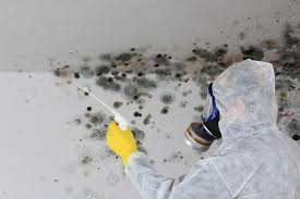 Best Basement Mold Removal  in Champlin, MN